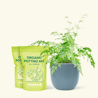 Medium Silver Lace Fern (Pteris ensiformis) in a indigo rounded pot and two bag of soil.