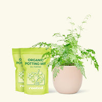 Medium Silver Lace Fern (Pteris ensiformis) in a pink rounded pot and two bag of soil.