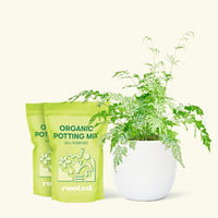 Medium Silver Lace Fern (Pteris ensiformis) in a white rounded pot and two bag of soil.