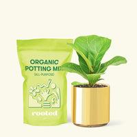 Small Fiddle Leaf Fig (Ficus lyrata) in a gold cylinder pot and a bag of soil.