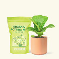 Small Fiddle Leaf Fig (Ficus lyrata) in a peach cylinder pot and a bag of soil.