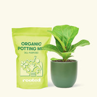 Small Fiddle Leaf Fig (Ficus lyrata) in a green rounded pot and a bag of soil.