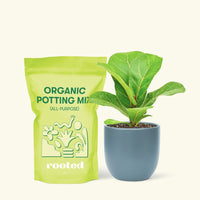 Small Fiddle Leaf Fig (Ficus lyrata) in a indigo rounded pot and a bag of soil.