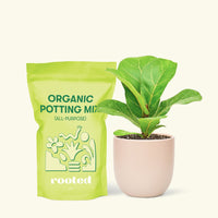 Small Fiddle Leaf Fig (Ficus lyrata) in a pink rounded pot and a bag of soil.