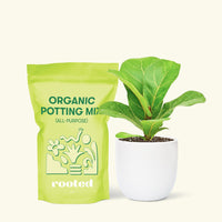 Small Fiddle Leaf Fig (Ficus lyrata) in a white rounded pot and a bag of soil.