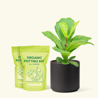 Medium Fiddle Leaf Fig (Ficus lyrata) in a black cylinder pot and two bags of soil.