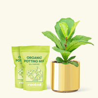 Medium Fiddle Leaf Fig (Ficus lyrata) in a gold cylinder pot and two bags of soil.