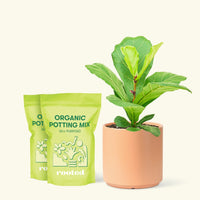 Medium Fiddle Leaf Fig (Ficus lyrata) in a peach cylinder pot and two bags of soil.