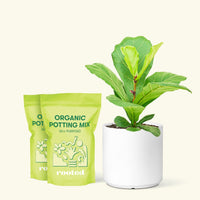 Medium Fiddle Leaf Fig (Ficus lyrata) in a white cylinder pot and two bags of soil.