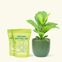 Medium Fiddle Leaf Fig (Ficus lyrata) in a green rounded pot and two bags of soil.