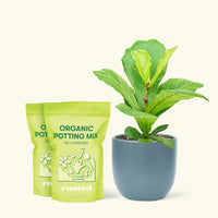 Medium Fiddle Leaf Fig (Ficus lyrata) in a indigo rounded pot and two bags of soil.