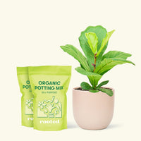 Medium Fiddle Leaf Fig (Ficus lyrata) in a pink rounded pot and two bags of soil.