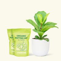 Medium Fiddle Leaf Fig (Ficus lyrata) in a white cylinder pot and two bags of soil.
