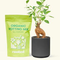A bag of Organic Potting Mix to the left of a Ficus 'Ginseng' in a black cylinder ceramic pot.