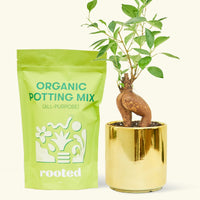 A bag of Organic Potting Mix to the left of a Ficus 'Ginseng' in a gold cylinder ceramic pot.