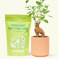 A bag of Organic Potting Mix to the left of a Ficus 'Ginseng' in a peach cylinder ceramic pot.