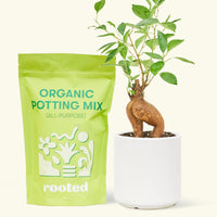 A bag of Organic Potting Mix to the left of a Ficus 'Ginseng' in a white cylinder ceramic pot.