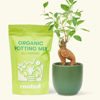 A bag of Organic Potting Mix to the left of a Ficus 'Ginseng' in a forest rounded ceramic pot.