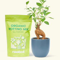 A bag of Organic Potting Mix to the left of a Ficus 'Ginseng' in a indigo rounded ceramic pot.
