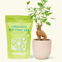 A bag of Organic Potting Mix to the left of a Ficus 'Ginseng' in a pink rounded ceramic pot.