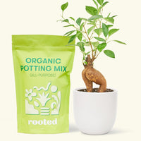 A bag of Organic Potting Mix to the left of a Ficus 'Ginseng' in a white rounded ceramic pot.