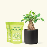 Medium Ficus 'Ginseng' in a black cylinder pot and 2 bags of soil.