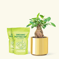 Medium Ficus 'Ginseng' in a gold cylinder pot and 2 bags of soil.