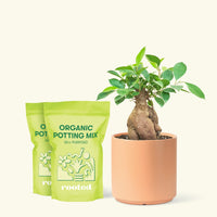 Medium Ficus 'Ginseng' in a peach cylinder pot and 2 bags of soil.