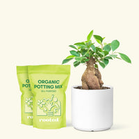 Medium Ficus 'Ginseng' in a white cylinder pot and 2 bags of soil.