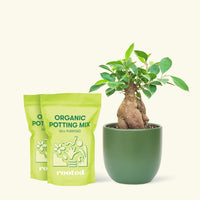 Medium Ficus 'Ginseng' in a green round pot and 2 bags of soil.