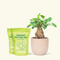 Medium Ficus 'Ginseng' in a pink round pot and 2 bags of soil.