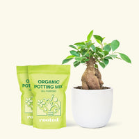 Medium Ficus 'Ginseng' in a white round pot and 2 bags of soil.