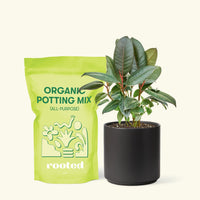 Small Rubber Tree 'burgundy' (Ficus elastica) in a black cylinder pot and a bag of soil.