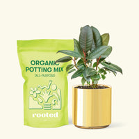 Small Rubber Tree 'burgundy' (Ficus elastica) in a gold cylinder pot and a bag of soil.