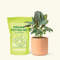 Small Rubber Tree 'burgundy' (Ficus elastica) in a peach cylinder pot and a bag of soil.