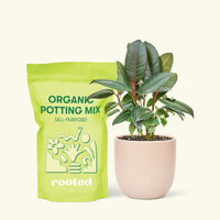 Small Rubber Tree 'burgundy' (Ficus elastica) in a pink rounded pot and a bag of soil.