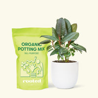 Small Rubber Tree 'burgundy' (Ficus elastica) in a white rounded pot and a bag of soil.