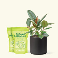 Medium Rubber Tree 'Burgundy' (Ficus elastica) in a black cylinder pot and two bag of soil.