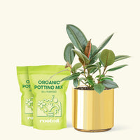 Medium Rubber Tree 'Burgundy' (Ficus elastica) in a gold cylinder pot and two bag of soil.