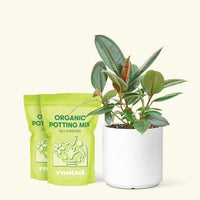 Medium Rubber Tree 'Burgundy' (Ficus elastica) in a white cylinder pot and two bag of soil.