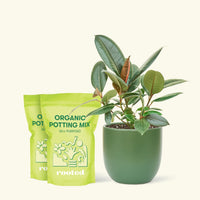 Medium Rubber Tree 'Burgundy' (Ficus elastica) in a green rounded pot and two bag of soil.