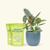 Medium Rubber Tree 'Burgundy' (Ficus elastica) in a indigo rounded pot and two bag of soil.