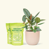 Medium Rubber Tree 'Burgundy' (Ficus elastica) in a pink rounded pot and two bag of soil.