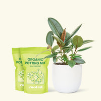 Medium Rubber Tree 'Burgundy' (Ficus elastica) in a white rounded pot and two bag of soil.