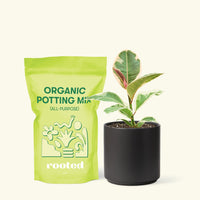 Small Ruby Rubber Tree (Ficus elastica 'Ruby') in a black cylinder pot and a bag of soil.