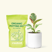 Small Ruby Rubber Tree (Ficus elastica 'Ruby') in a white cylinder pot and a bag of soil.