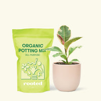 Small Ruby Rubber Tree (Ficus elastica 'Ruby') in a pink rounded pot and a bag of soil.