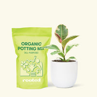 Small Ruby Rubber Tree (Ficus elastica 'Ruby') in a white rounded pot and a bag of soil.