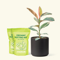 Medium Ruby Rubber Tree (Ficus elastica 'Ruby') in a black cylinder pot and two bag of soil.