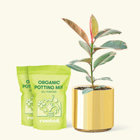Medium Ruby Rubber Tree (Ficus elastica 'Ruby') in a gold cylinder pot and two bag of soil.
